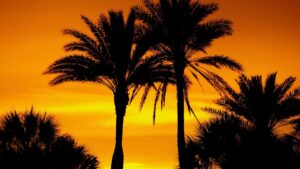 palm trees